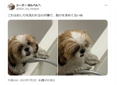 お尻を洗われるのが嫌で助けを求めるはんぺんちゃん▶まさに「助けて～」の表情！（⇒次へ）