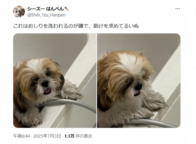 お尻を洗われるのが嫌で助けを求めるはんぺんちゃん▶まさに「助けて~」の表情!(⇒次へ)
