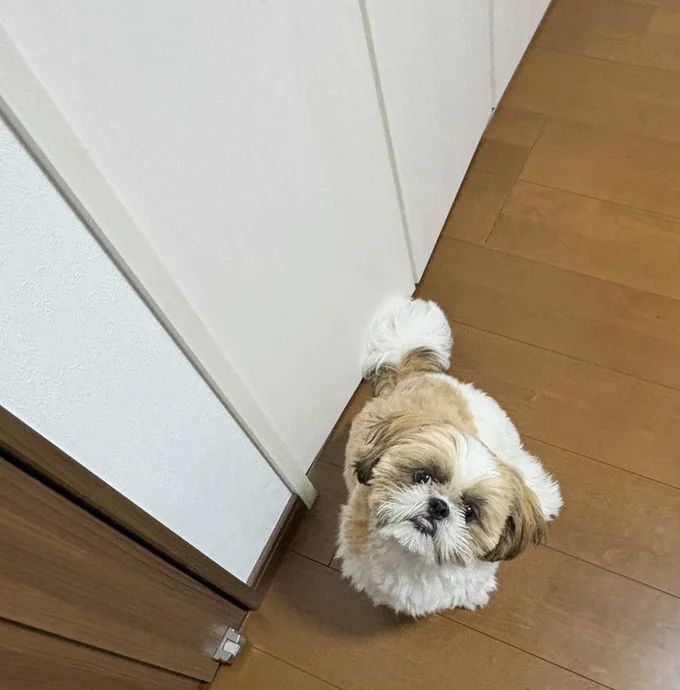 かわいいお顔で見上げるはんぺんちゃん▶まるでぬいぐるみみたいな可愛さ!(⇒次へ)