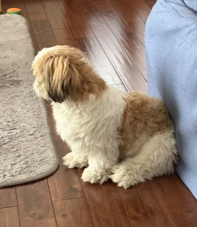 おすわりするはんぺんちゃん▶笑顔だってできるんです（⇒次へ）