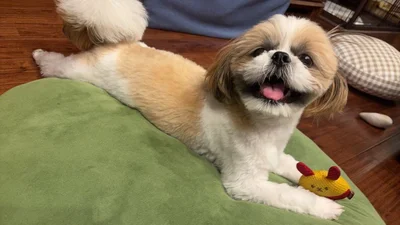 笑顔のはんぺんちゃん▶胃腸炎にもなったけれど…（⇒次へ）