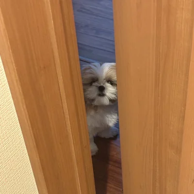 隙間から覗くはんぺんちゃん▶フワフワおててもとってもキュート（⇒次へ）