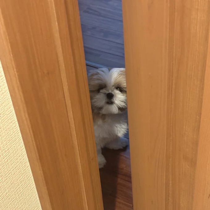 隙間から覗くはんぺんちゃん▶フワフワおててもとってもキュート（⇒次へ）