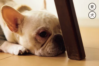 愛犬マーチ