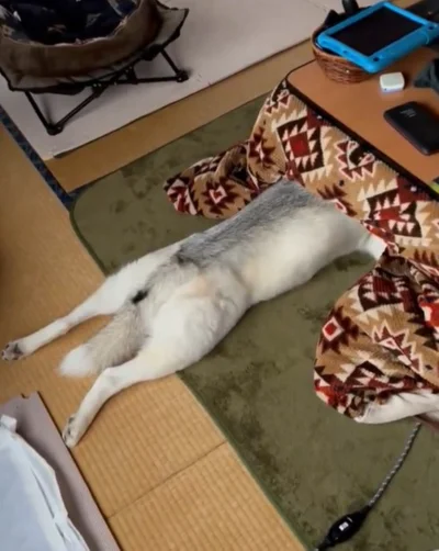 「もうここから離れられないワン…！」▶シベリアに帰れなくなったアシㇼちゃんのポストはこちら（⇒次へ）