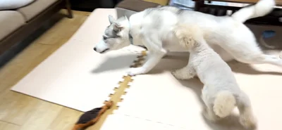 アシㇼちゃん惜しくも逃げ切れず！▶ハスキーも猛暑にお手上げ…！（⇒次へ）