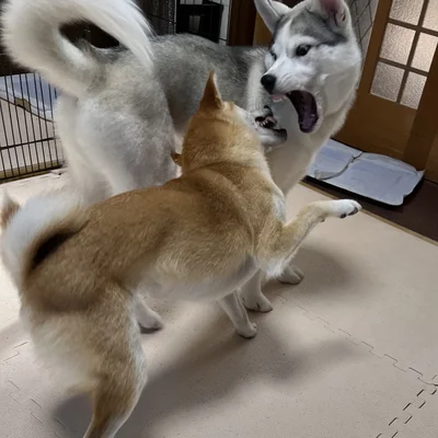 アシㇼちゃんの迫力満点な瞬間！▶イキった結果…【その2】（⇒次へ）