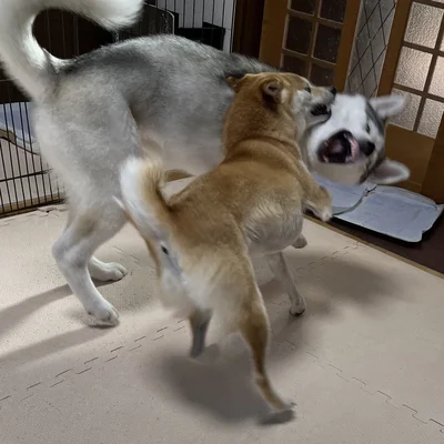 リンちゃんも負けない強さを見せます▶全員を敵に回した結果…（⇒次へ）