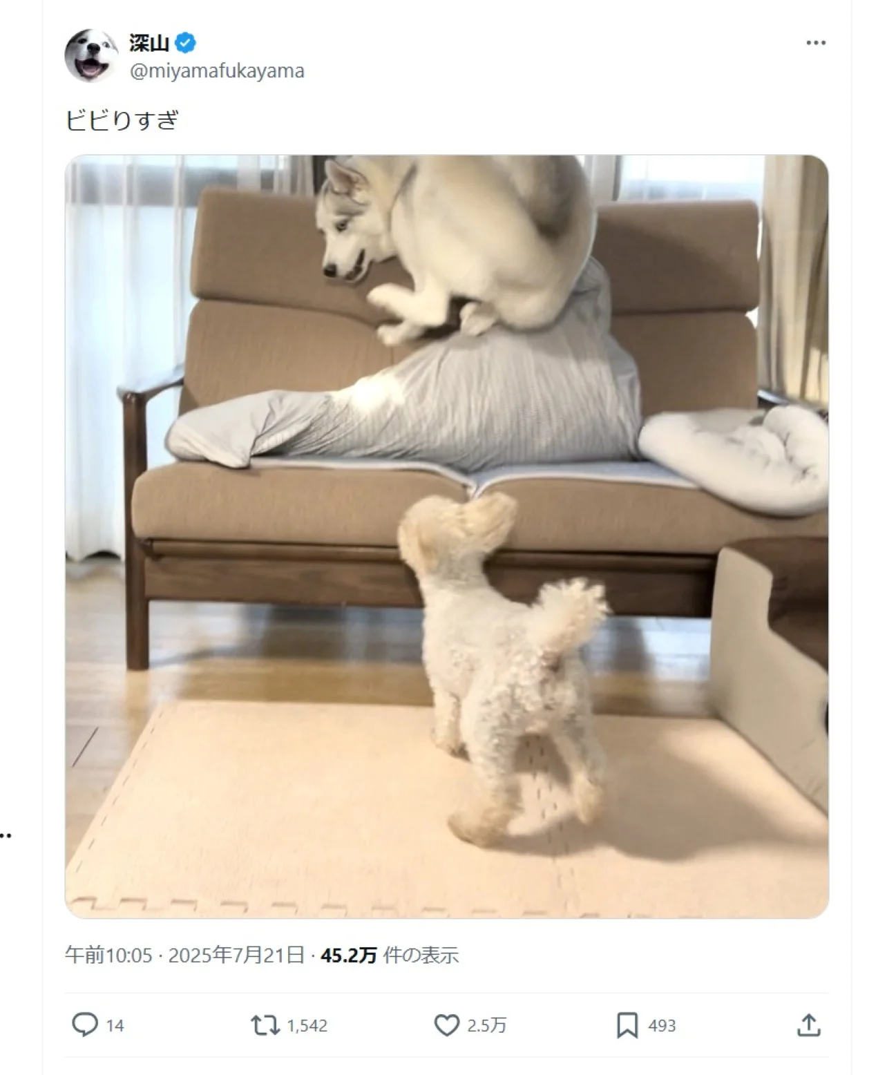 トイプーの威圧感にタジタジ…！ハスキーの必死すぎる「全力退避」に2.5