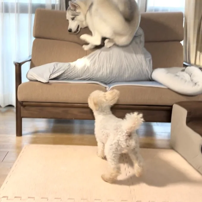 リクくん（トイプードル）に遊んでほしかったアシㇼちゃんの猛烈アピールが裏目に出た瞬間！▶ぬくぬくがたまらない様子のアシㇼちゃん（⇒次へ）