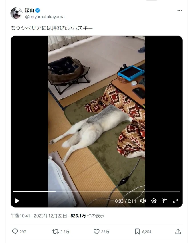 こたつにすっかり魅了されているアシㇼちゃん▶お気に入りをかき集めて…（⇒次へ）