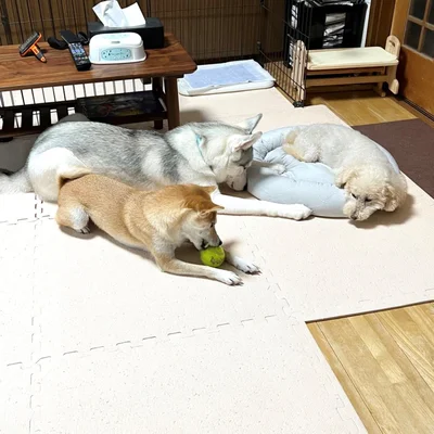 ボスプー・リクくんのもとに集まるアシㇼちゃんとリンちゃん▶アシㇼちゃんVSリンちゃん（⇒次へ）