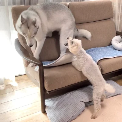 リクくんに詰められるアシㇼちゃん▶アシㇼちゃんとリンちゃんの戦いは続く…（⇒次へ）