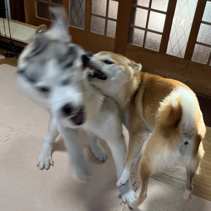 「遊んでほしいワン！」ちょっかい出しては完敗のアシㇼちゃん▶振り返ったら…（⇒次へ）