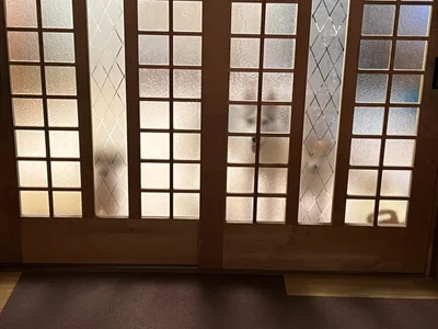 三匹ともやることは同じで可愛らしいです！▶ヒヤッとする衝撃的な瞬間！（⇒次へ）