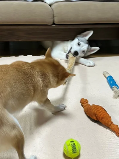 一本釣りされるアシㇼちゃん▶ワンコ界の上下関係…？【その2】（⇒次へ）
