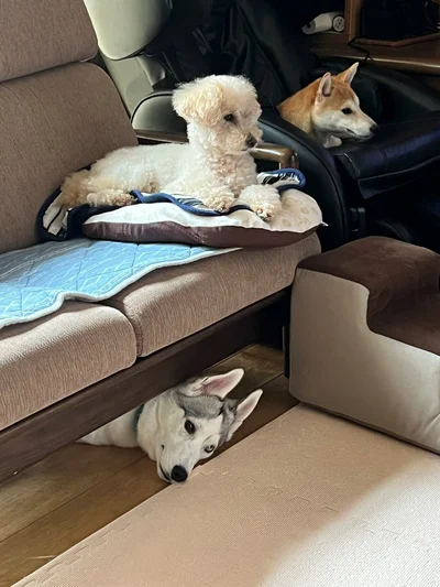どんなときも先輩犬は特等席です▶先輩犬の会議中？！（⇒次へ）