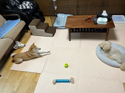 厳粛な雰囲気の中、真剣に話し合う先輩犬▶仲睦まじい二匹…のはずが…（⇒次へ）