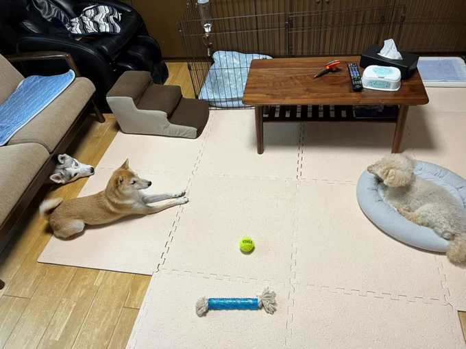 厳粛な雰囲気の中、真剣に話し合う先輩犬▶仲睦まじい二匹…のはずが…（⇒次へ）