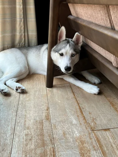 「頭が抜けないワン…」アシㇼちゃんの頭が隙間にすっぽり…！▶イキった結果…（⇒次へ）