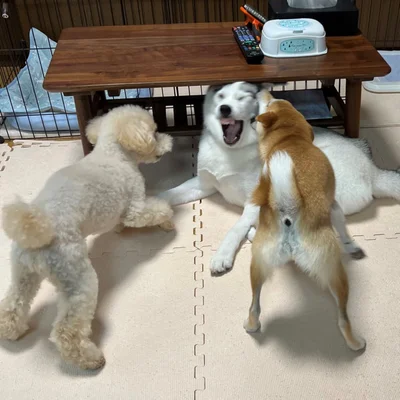 先輩犬から詰め寄られるアシㇼちゃん▶見守るボスプー・リクくん（⇒次へ）