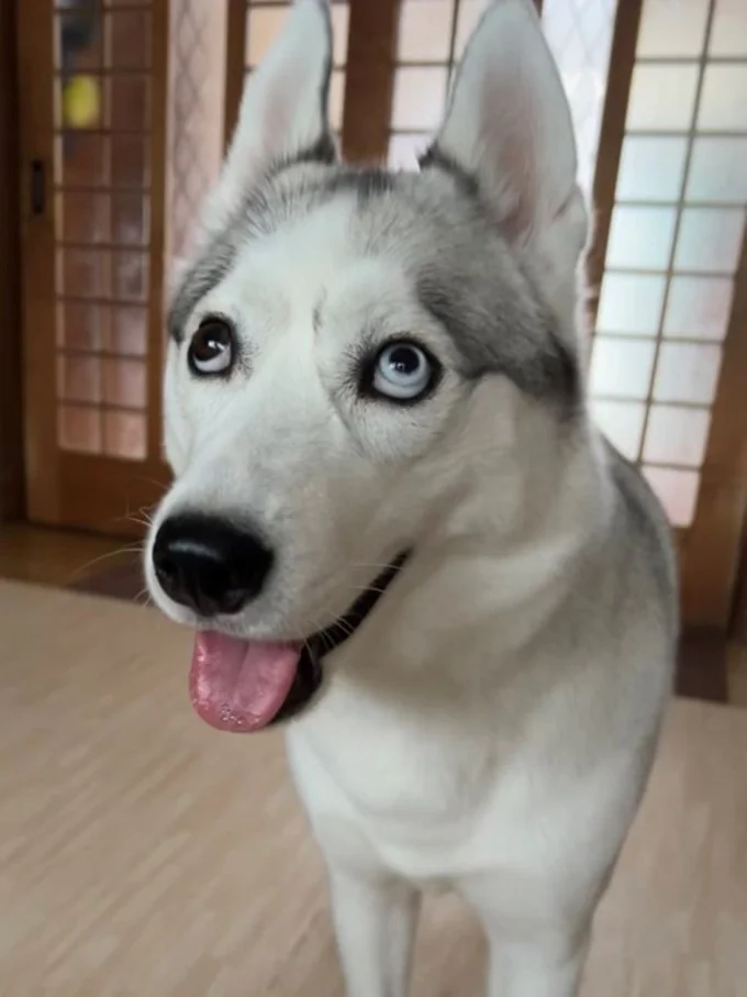 いつも元気！イタズラっ子でドジっ子だというシベリアンハスキーのアシㇼちゃん