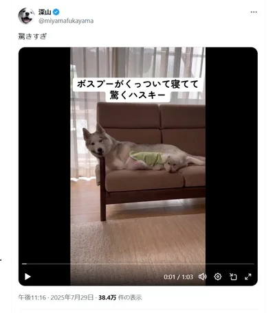 いつも厳しいボスプー・リクくんがそば寝ていて驚くアシㇼちゃん▶ほっこりする二匹の様子はこちら