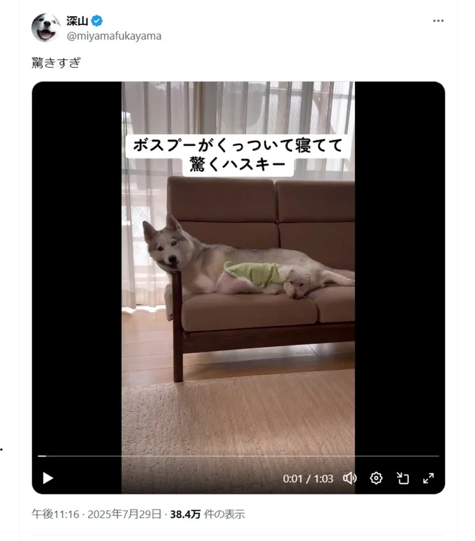 いつも厳しいボスプー・リクくんがそば寝ていて驚くアシㇼちゃん▶ほっこりする二匹の様子はこちら