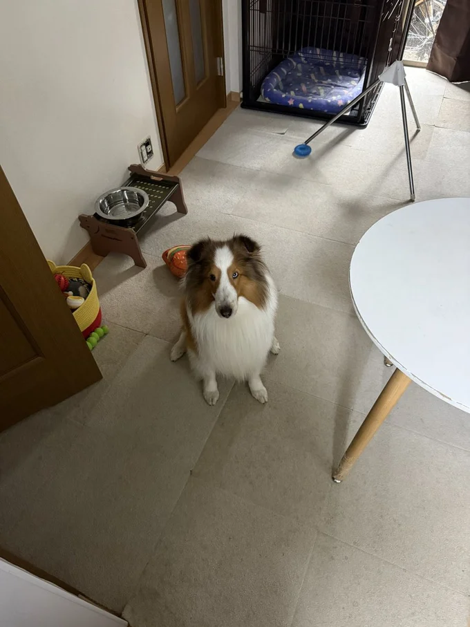 雨とか関係なく散歩に行きたいてんちゃん▶お散歩に行かないと…（⇒次へ）