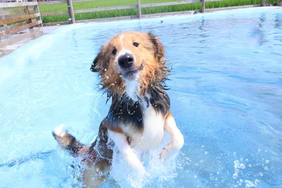 愛犬にも暑さ対策は必要！