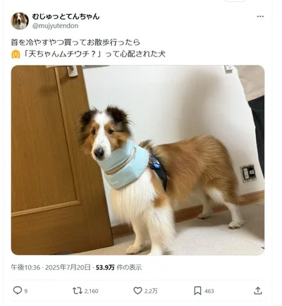 ワンコの首に水色のものが巻かれています▶首を冷やすアイテムなのですが…（⇒次へ）