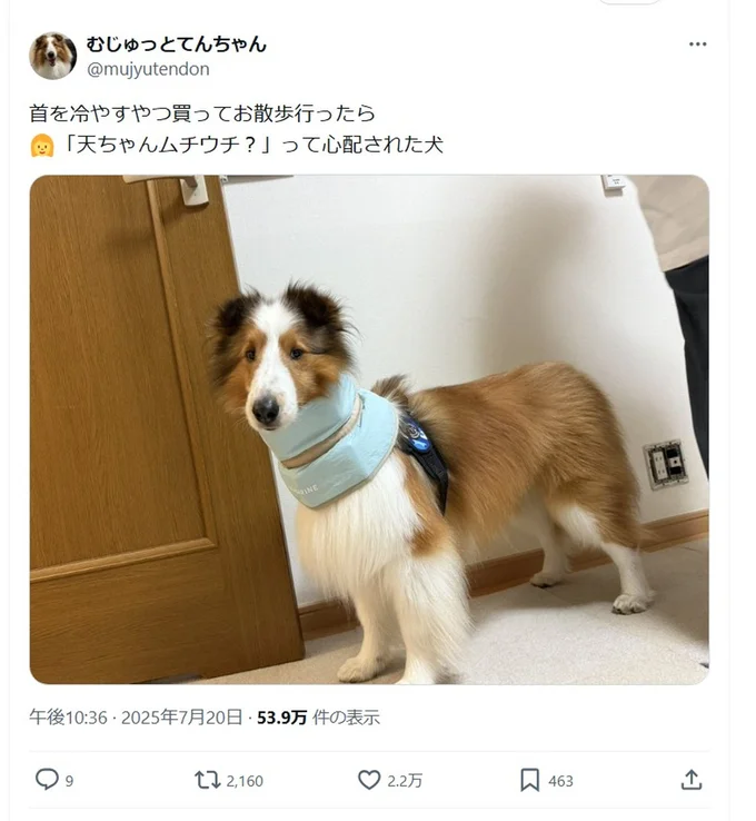 ワンコの首に水色のものが巻かれています▶首を冷やすアイテムなのですが…（⇒次へ）
