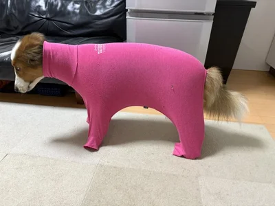 横から見れば赤べこ▶ドッグウェアを着てお散歩に行きました（⇒次へ）