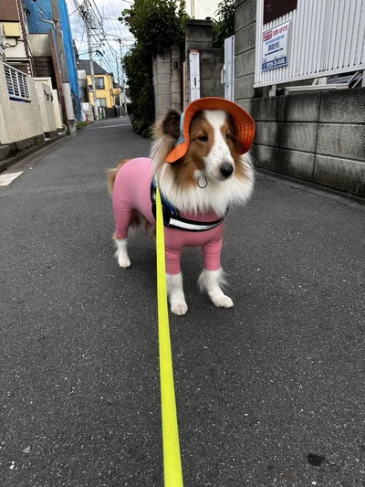 外に出るとこんな感じ▶可愛い遠吠え姿（⇒次へ）