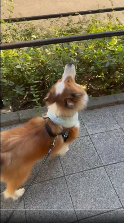 一生懸命頑張って鳴いています▶普段はおとなしい性格の天ちゃんです⇒次へ）