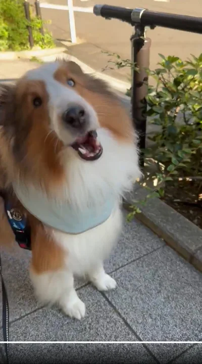 犬や子どもが大好きなてんちゃん▶落ち着いたかな？（⇒次へ）