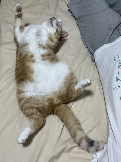飼い主さんの横に身を放り出してすんやり。信頼の証ですね！▶上を見上げる美しい姿では（⇒次へ）