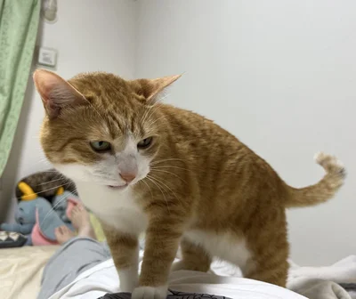 飼い主さんの体に乗って教えてくれるクウちゃん！この日は何を伝えたかったんでしょうか？▶かと思えば（⇒次へ）