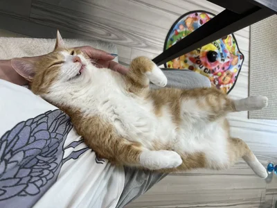 飼い主さんの上でぐっすりなときも。掃除したくてもこれでは動けませんね！▶また、背伸びをするときは（⇒次へ）