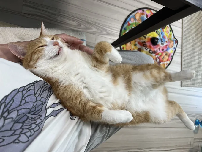 飼い主さんの上でぐっすりなときも。掃除したくてもこれでは動けませんね!▶また、背伸びをするときは(⇒次へ)
