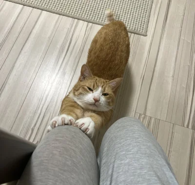 飼い主さんの膝を活用！ちょうどいい高さなんでしょうか？肉球が気持ちよさそう！▶甘えたい時は寝転がるだけじゃなくて（⇒次へ）