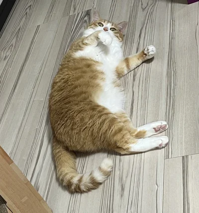 飼い主さんが見ているかもしっかりチェック。今なら触り放題ニャ～！ってアピールする声が聞こえてきそうですね！（⇒次からは「いいやつ」な猫ちゃんとの思い出を詰め込んだ『あっち こっち ネッチ！』が読めます！）
