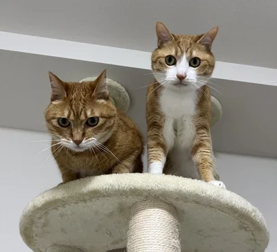 「どうしたらここまで自由になれるのか…」　飼い主への信頼度しかないネコのポーズに8.3万いいね！