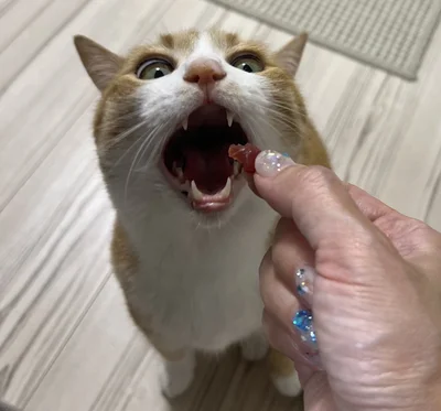 口を大きく開けてスタンバイ！いくらでも食べられるニャ！という声が聞こえてきそうです！▶氷を水に浮かべてみると（⇒次へ）