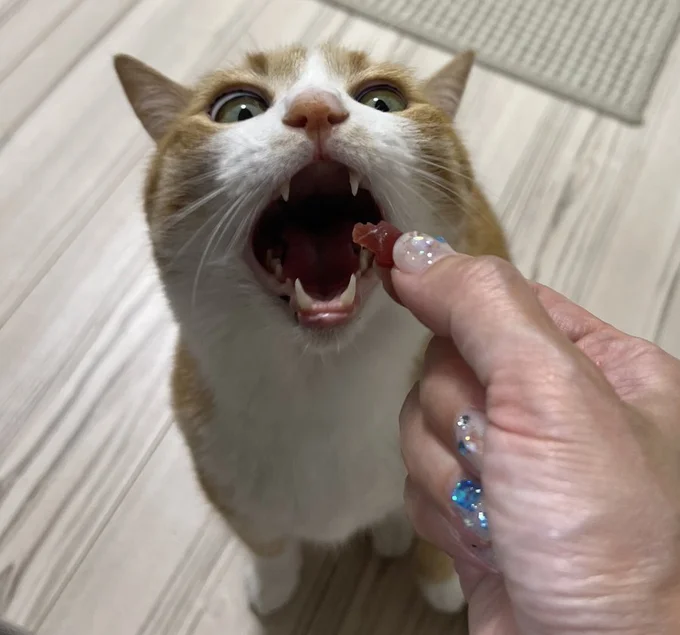 口を大きく開けてスタンバイ！いくらでも食べられるニャ！という声が聞こえてきそうです！▶氷を水に浮かべてみると（⇒次へ）
