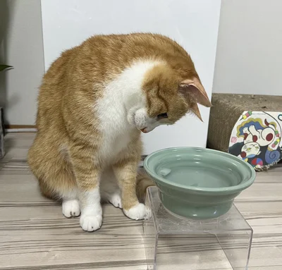 どう対処しようかと悩んでしまうクウちゃん▶でも気にはなるようで、結局は（⇒次へ）