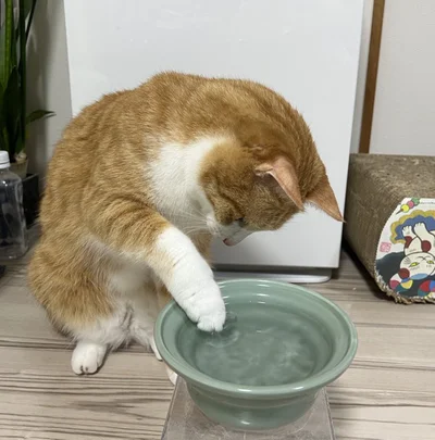 ちょいちょいと氷に触っています。クウちゃんにとって、氷は不思議な存在なんでしょうね（笑）▶寝転がりたいのか遊びたいのか（⇒次へ）