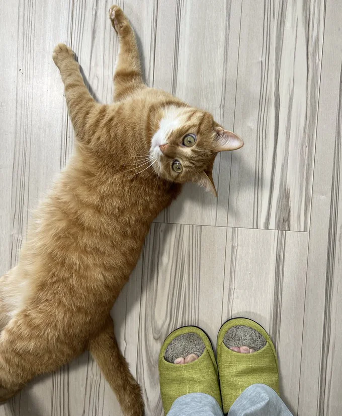 飼い主さんの近くに寝転がって、チラッチラッと撫でられ待ち！▶そして寝るときも（⇒次へ）