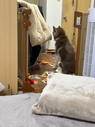 部屋を荒らして反省するたこやきちゃん▶（次画像からSNSにアップする度、大バズりの柴犬ぽんちゃんを描いたマンガ『柴犬ぽんちゃん、今日もわが道を行く』が読めます）