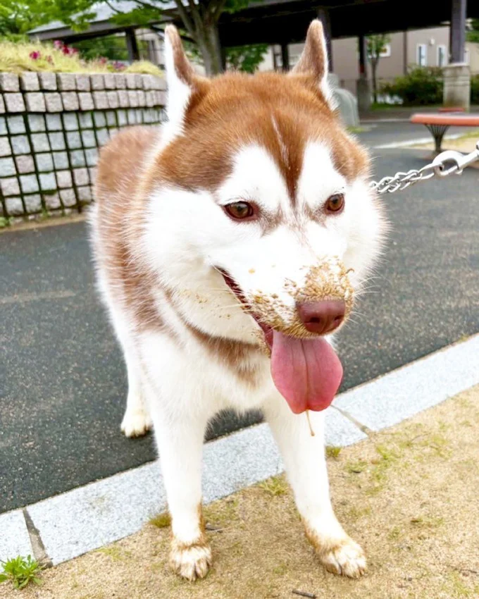 ふぅ~飼い主にバレずに庭の穴を掘れた!▶木の前で(⇒次へ)